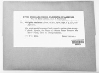 Collybiopsis confluens image